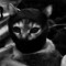 gatitoenamora0