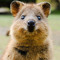 highteen_quokka