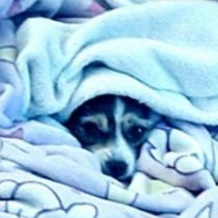 packetpupper