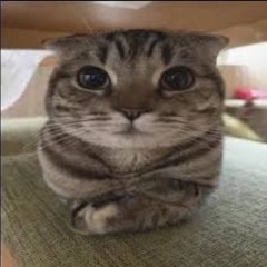 boofy