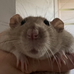 melfye