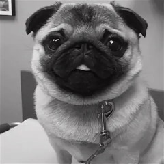 Yung Pug