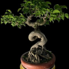MP Bonsai