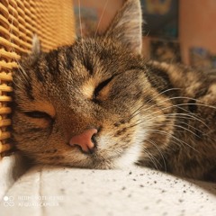 catmiautalot