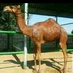 ياسر مجدي آل عبيد