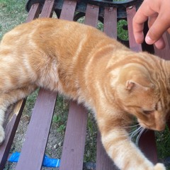 sawyer