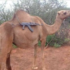 Tactical Camel