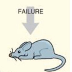 B.Rat