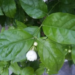 white flower