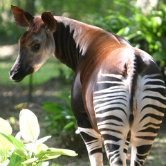 elktromoscigany