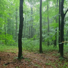 szabi