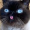 Gary the Cat