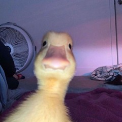 Stupid duck