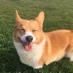 Ty Corgi