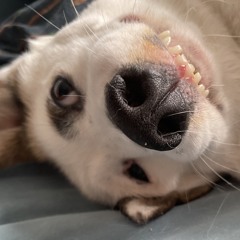 jonas