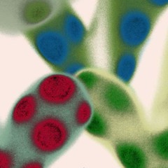 ion
