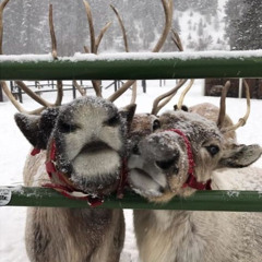 🎄❄️🧣