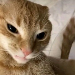 thợ săn bé trai🤌