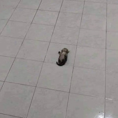 Bobo dead