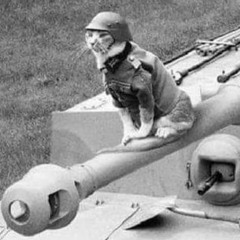 cat in a panzer