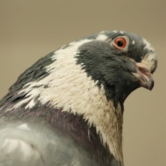 Scruffy Pigeon