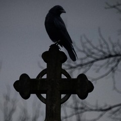 🐦‍⬛𝖅𝖃𝕹𝕰🔪