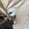 askme