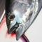 FISH HEAD DEV