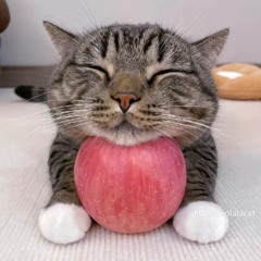 Just Cat