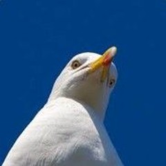 Disgruntled Seagul