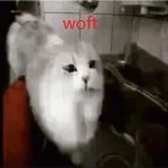 Might Possibly Be Catwins