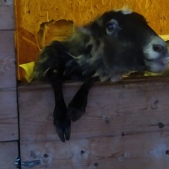 Доброе Утро