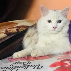 Hala Abdalhady