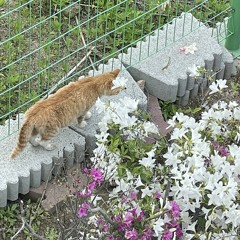 IJUN