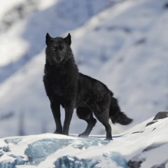 Lone_Wolf 117