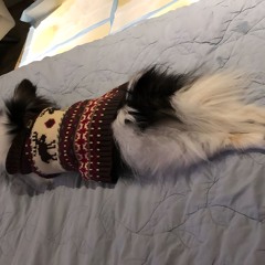 spiffyspitz