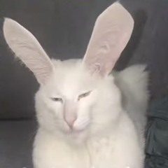 Hugo