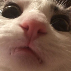 •ㅠ•