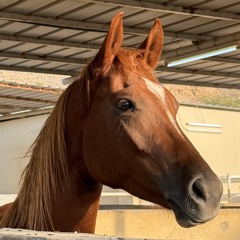 محسن علوي الشهاب