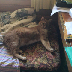Котя 🐱❤️🇷🇺