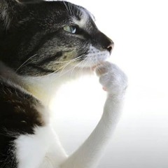 blah blah blah blu blu blu Don Pollo.mp3