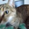 ★rainykitty★