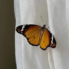 Hanan Mostafa
