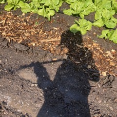 FARMER DZEN SPROUT 🌱