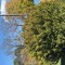 burr100 100 250