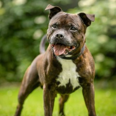 playlist of nu-funk and nu-disco, disco house, disco funky house, melodic techno