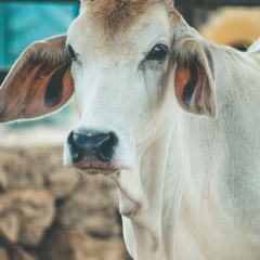 CowFace