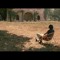Umair