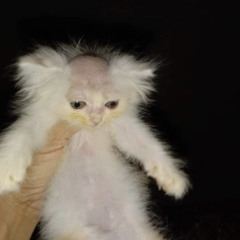 meaton