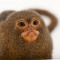 pygmy
